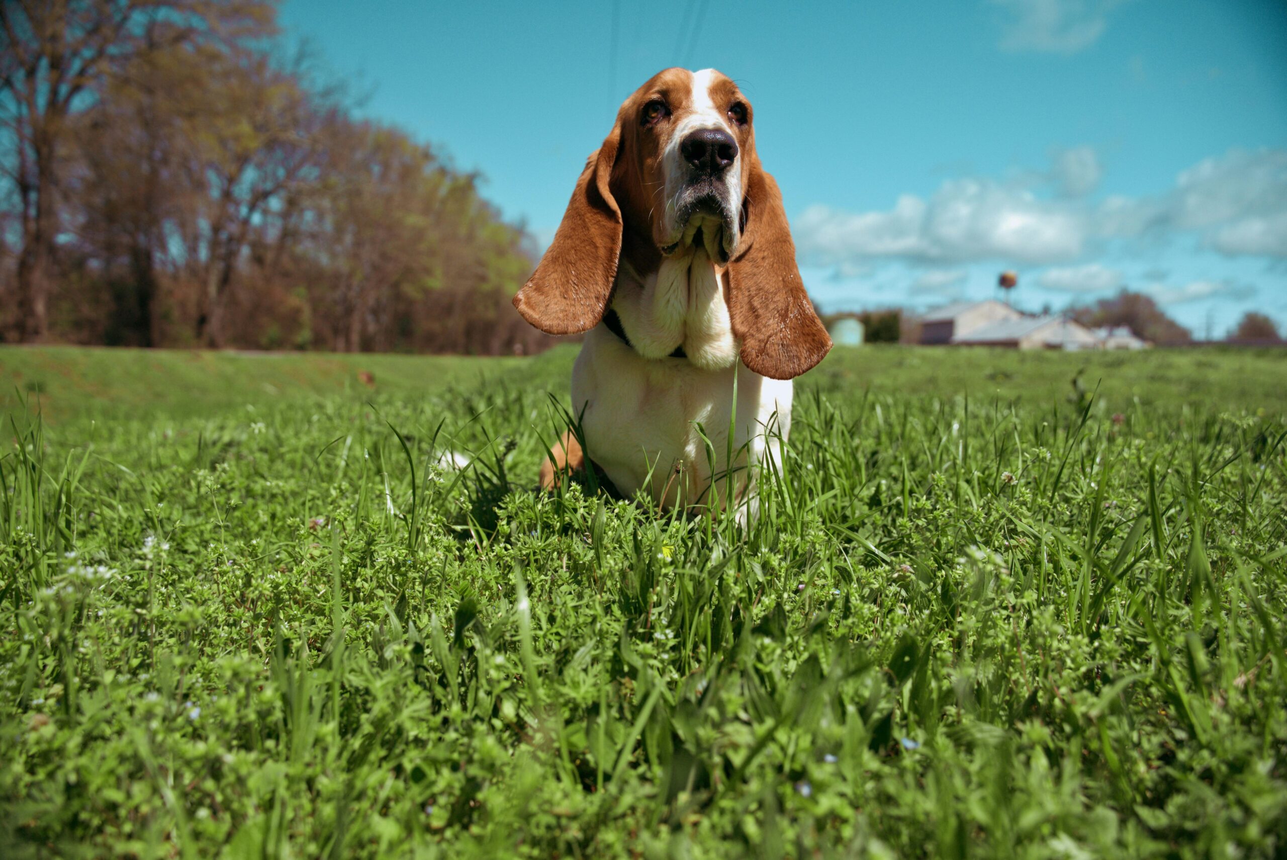 basset hound insurance