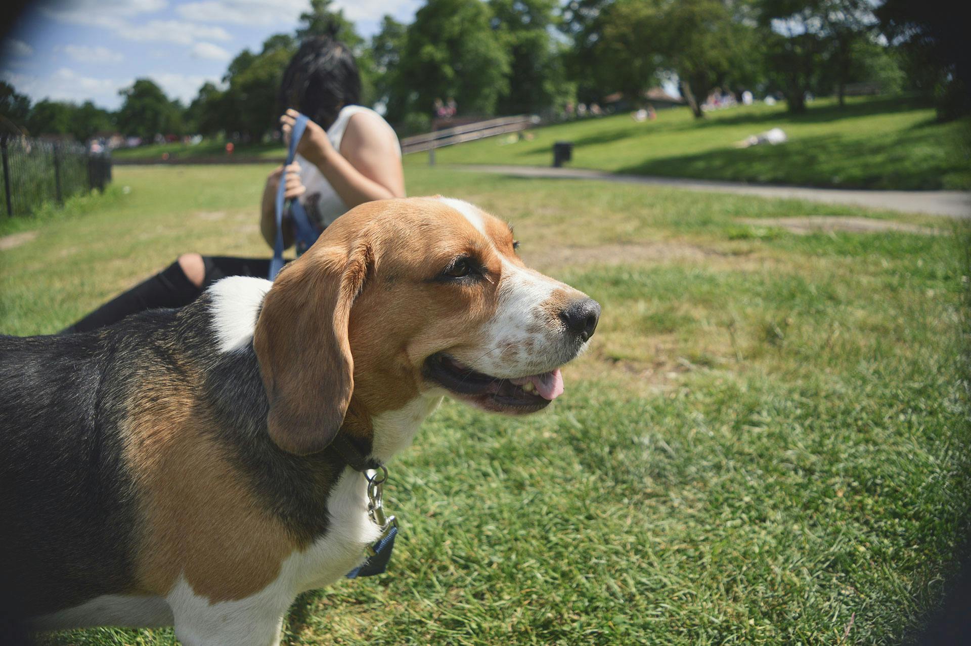 beagle life insurance