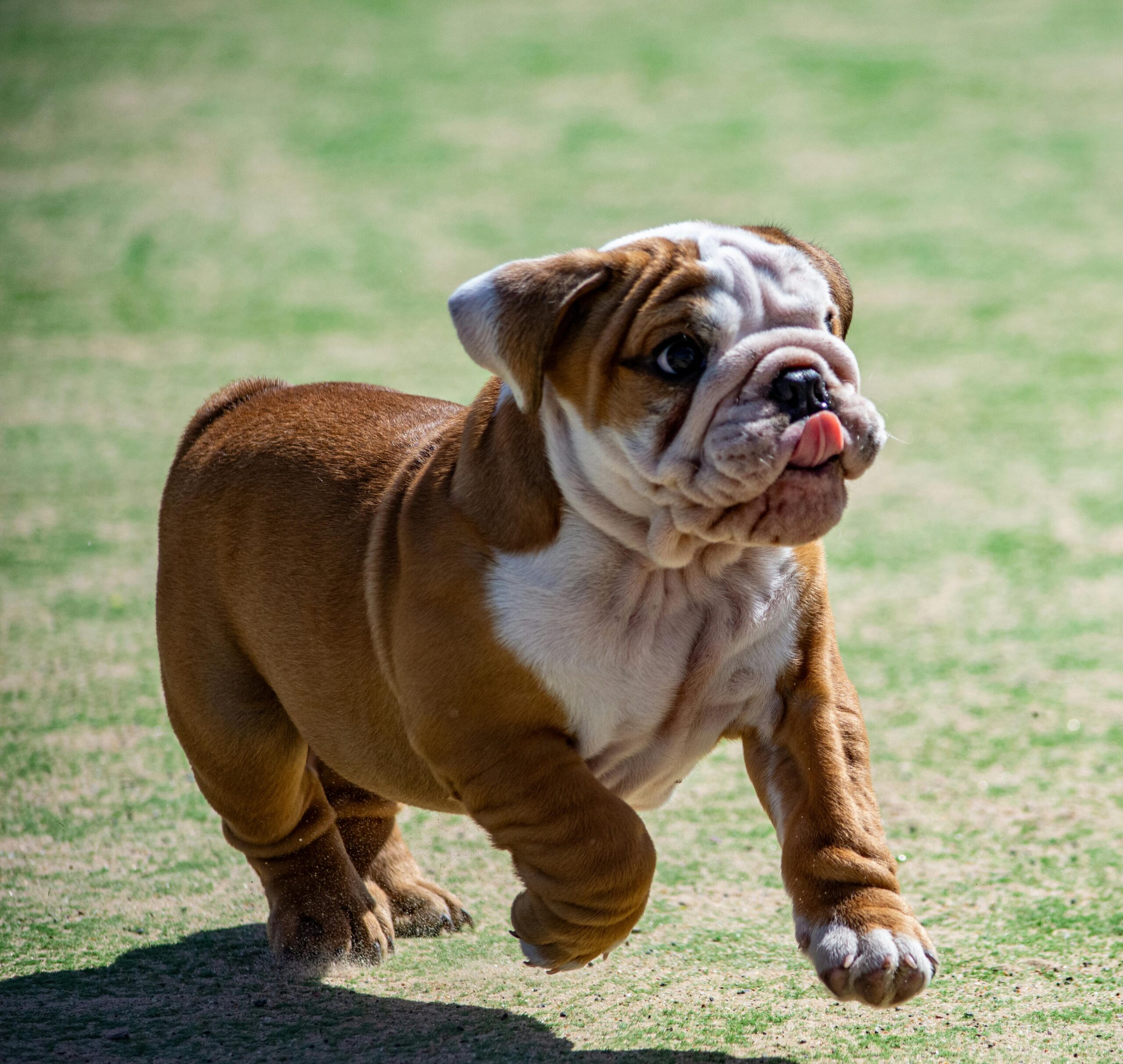 Best Pet Insurance for Bulldogs