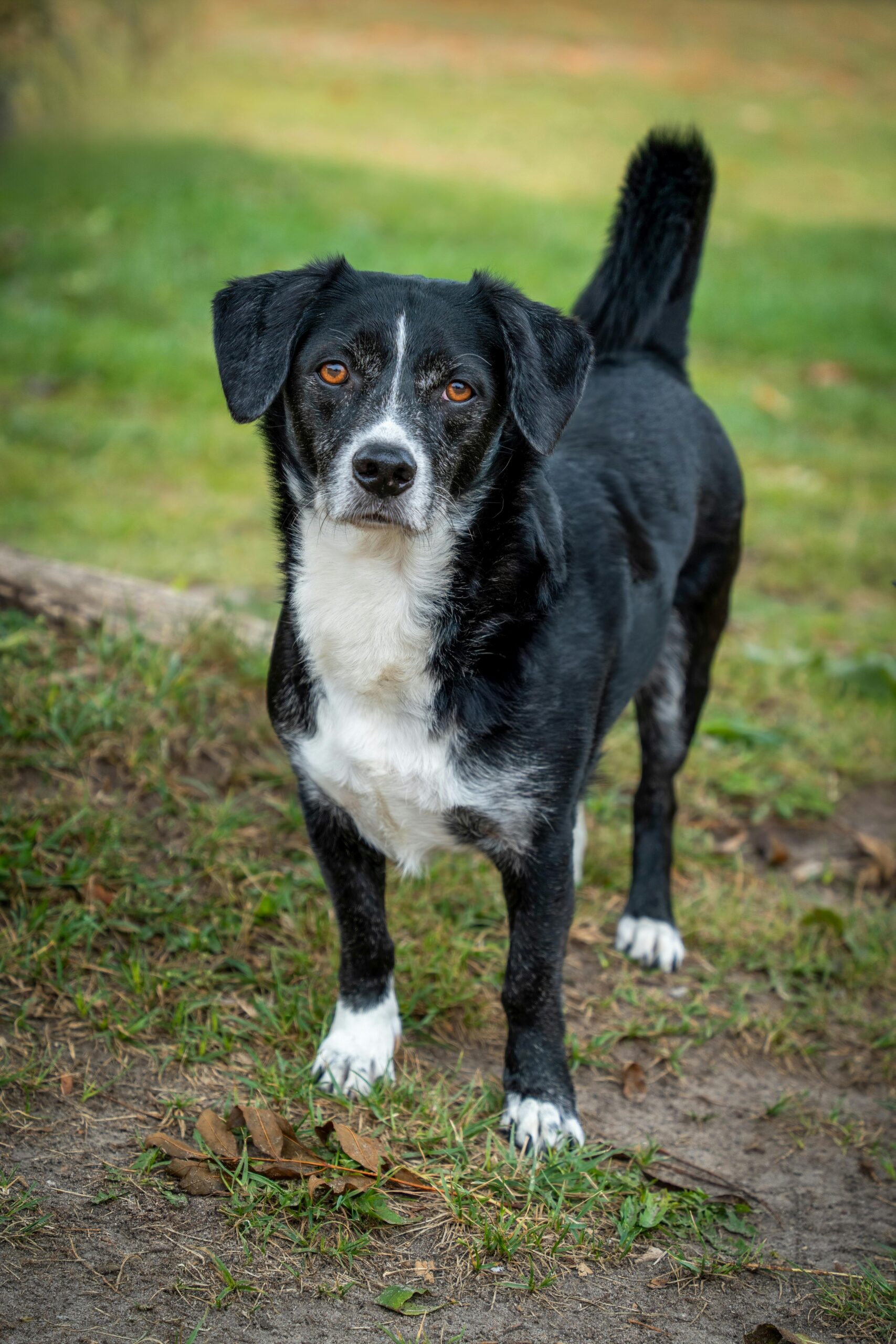 mongrel dog insurance