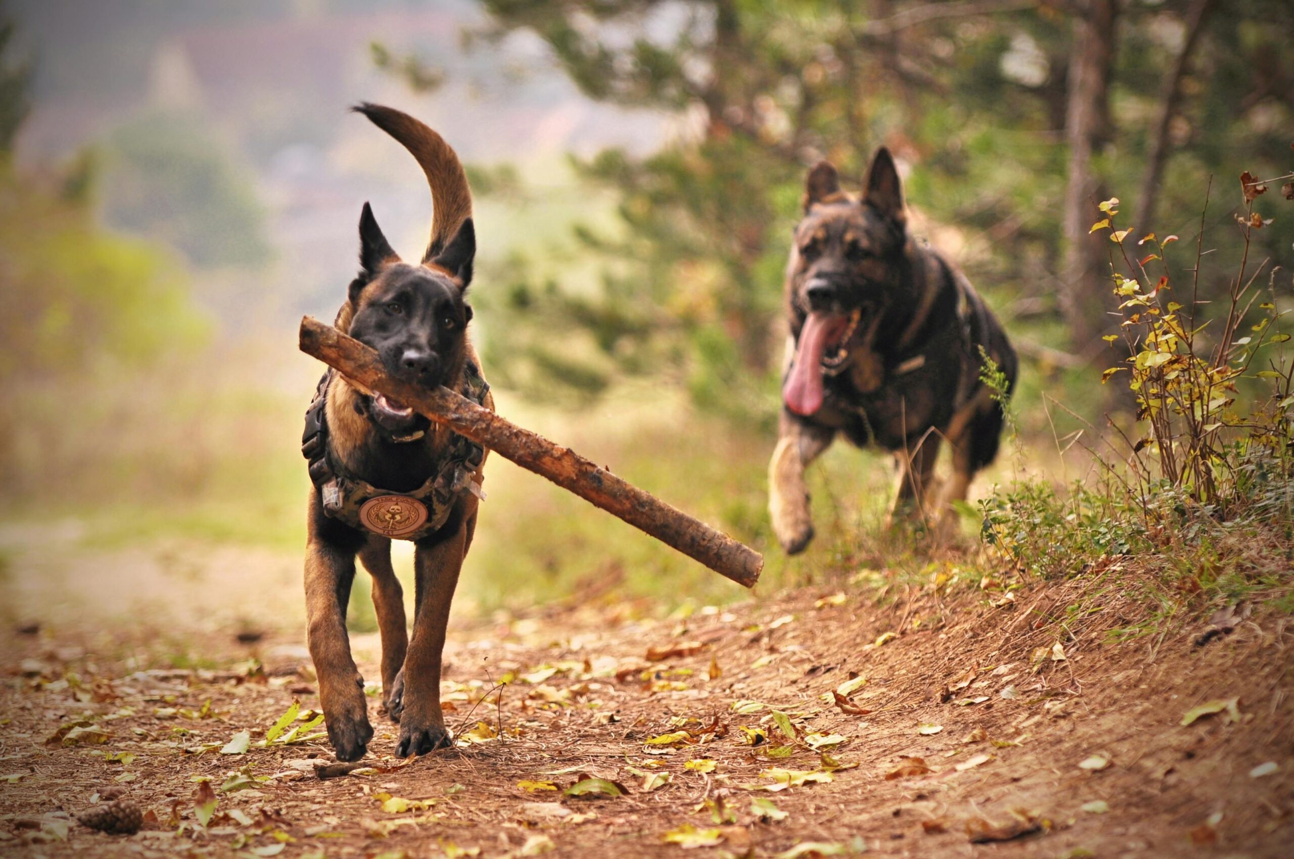 cross breed dog insurance