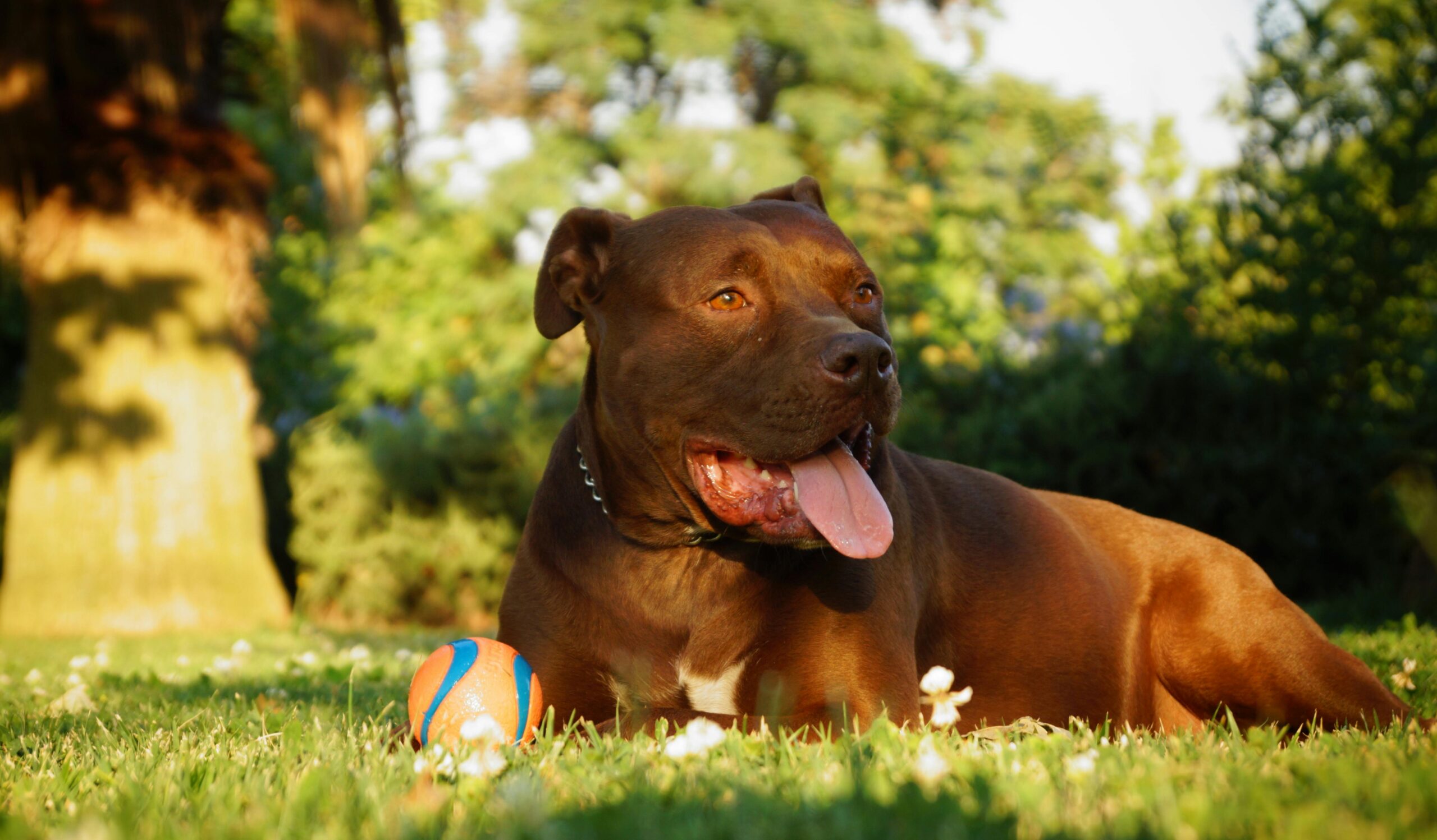 american pit bull terrier insurance