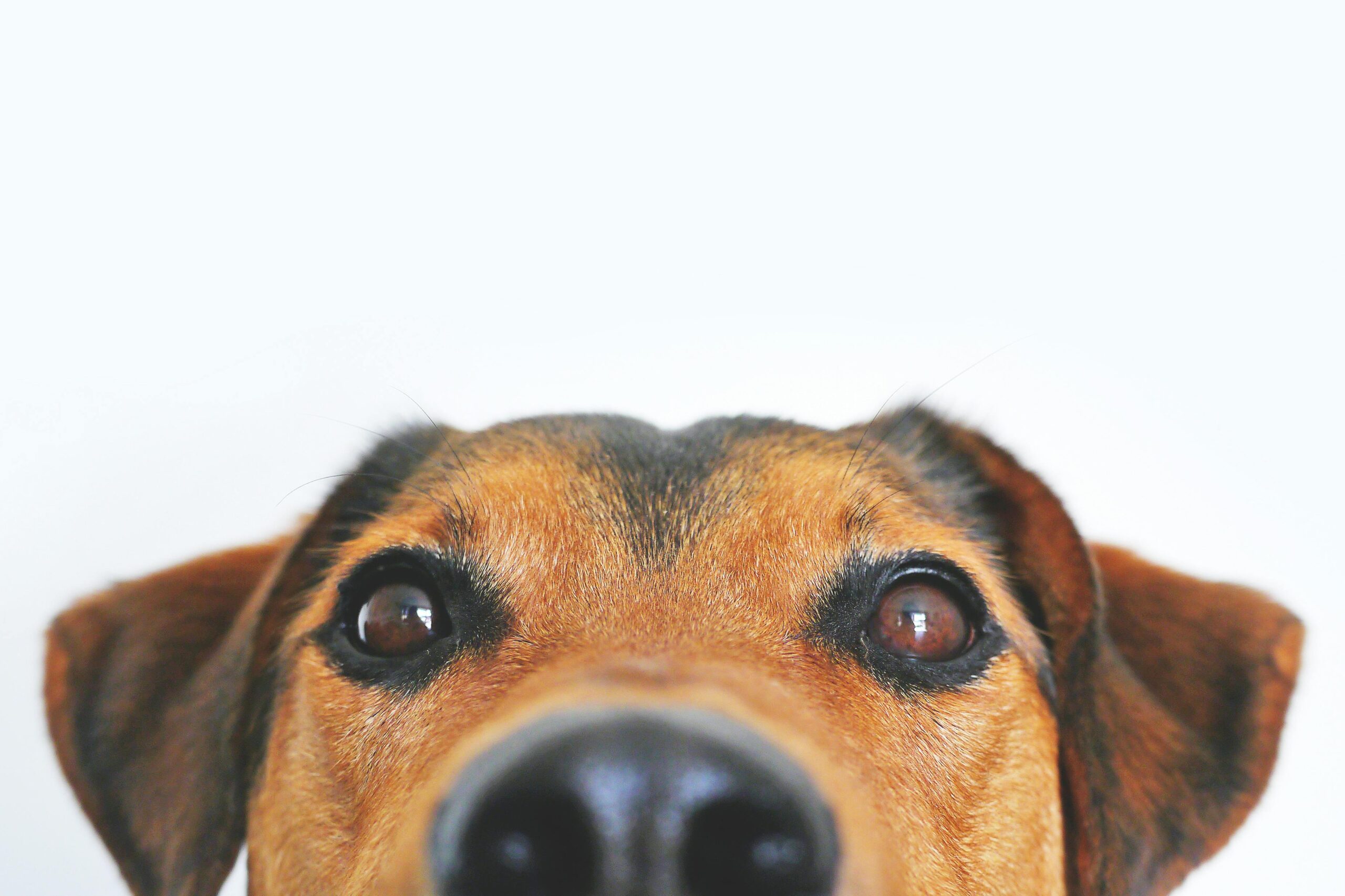 mutt insurance