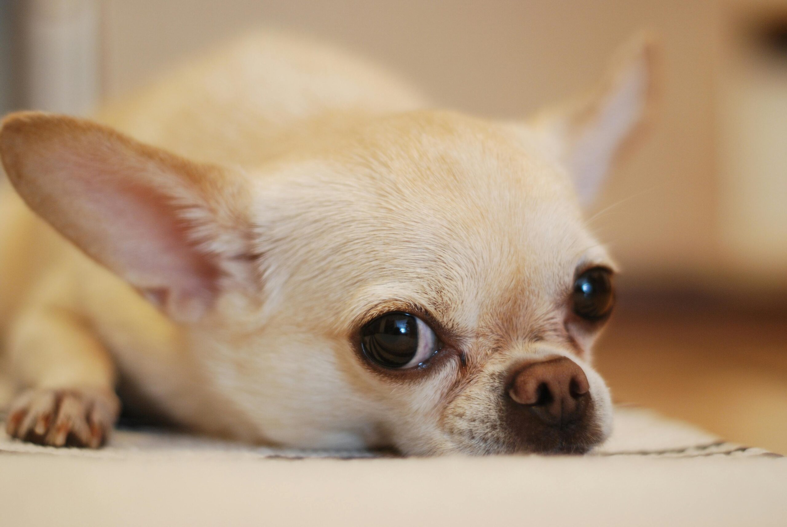 best pet insurance for chihuahua