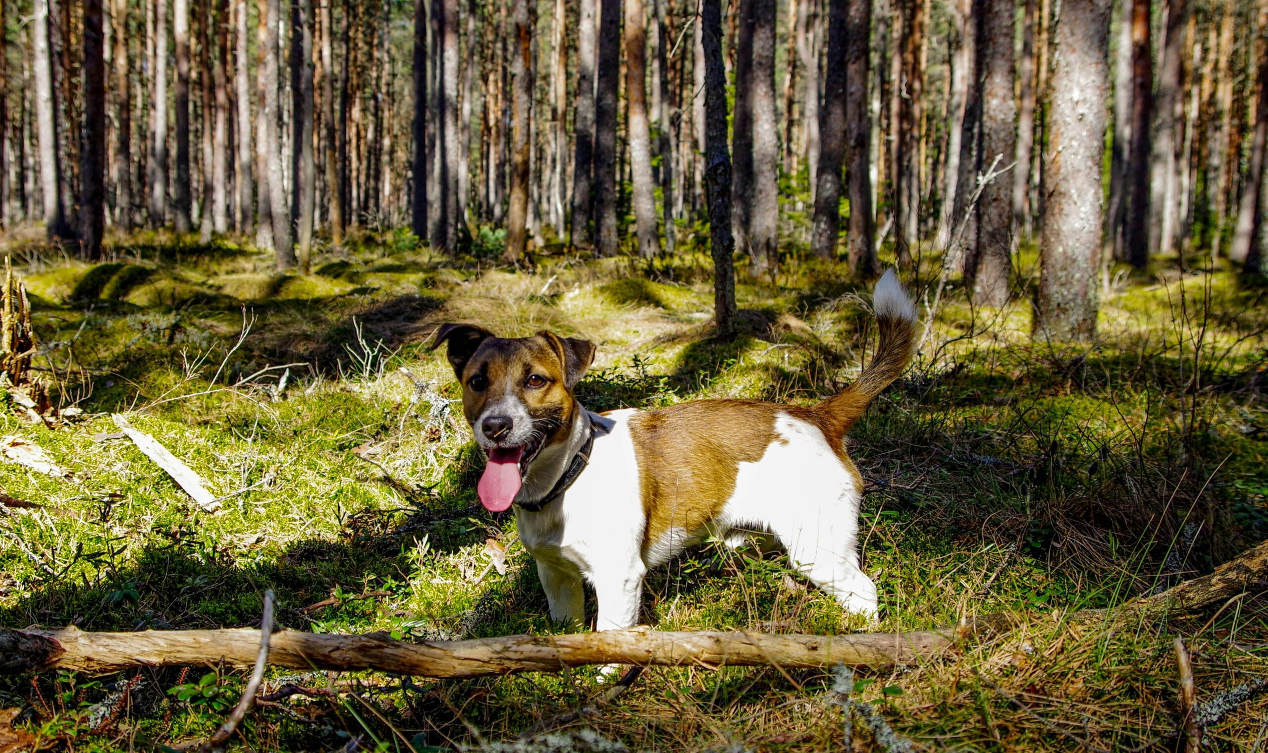jack russell pet insurance