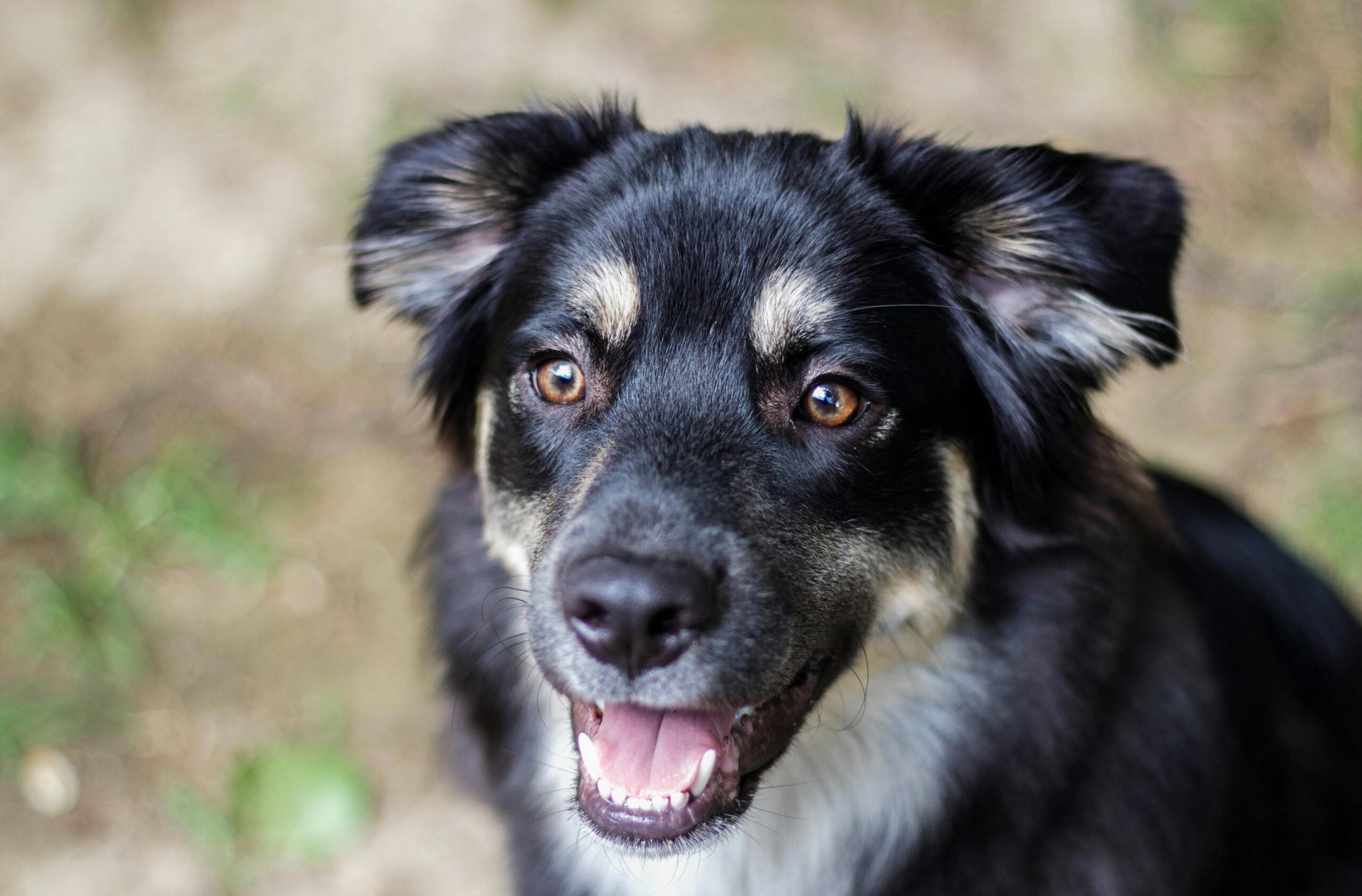 australian shepherd insurance