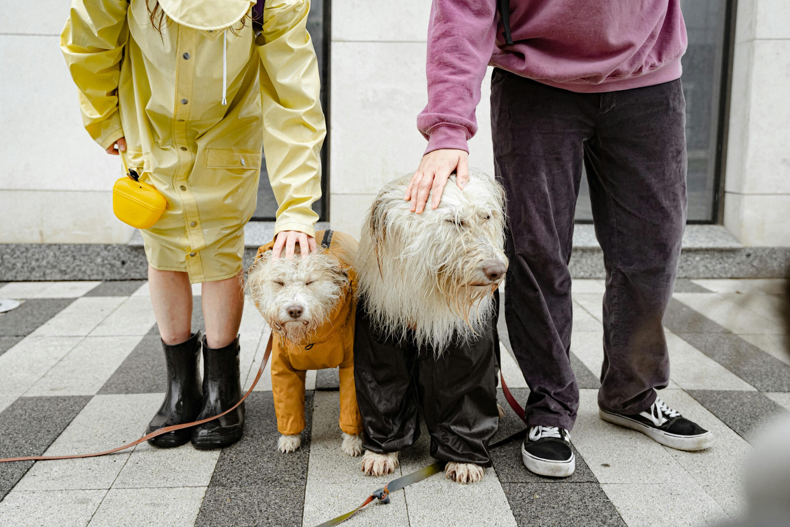 old english sheepdog insurance