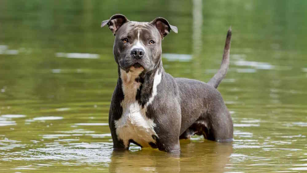 American Staffordshire Terrier