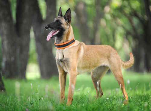 belgian malinois