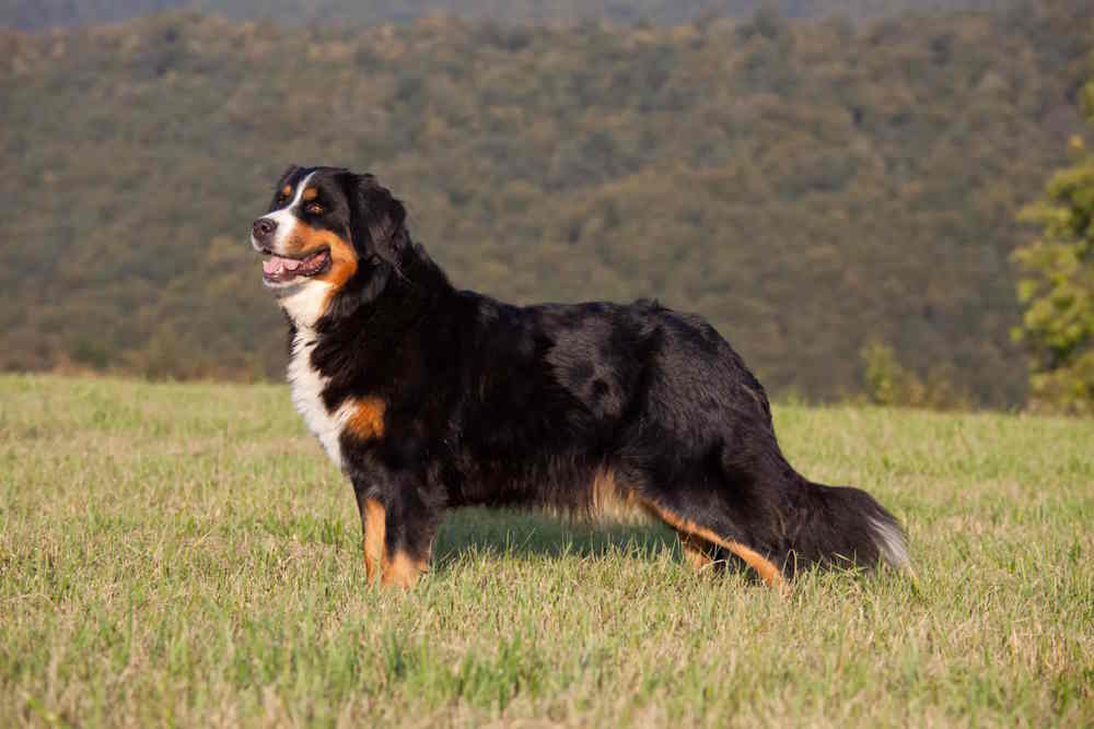 Bernese Mountain Dog insurance