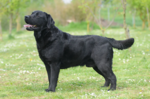 how much exercise does a labrador need
