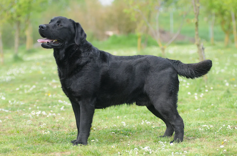 how much exercise does a labrador need