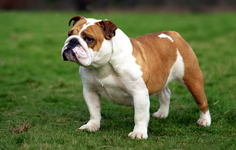 how much exercise does a bulldog need