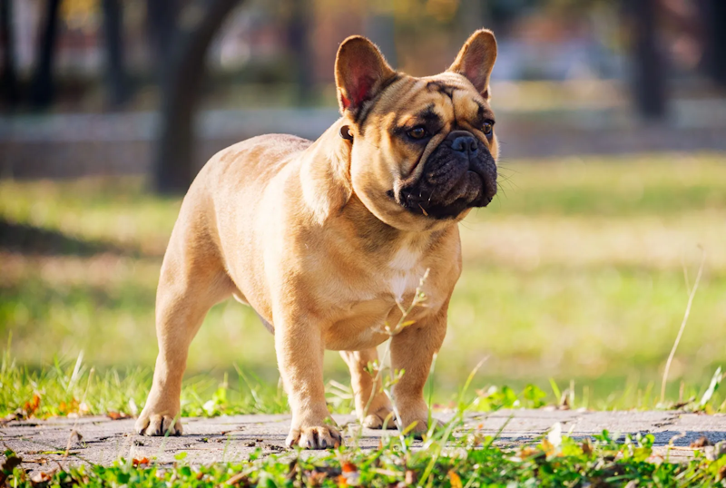 how much exercise does a french bulldog need