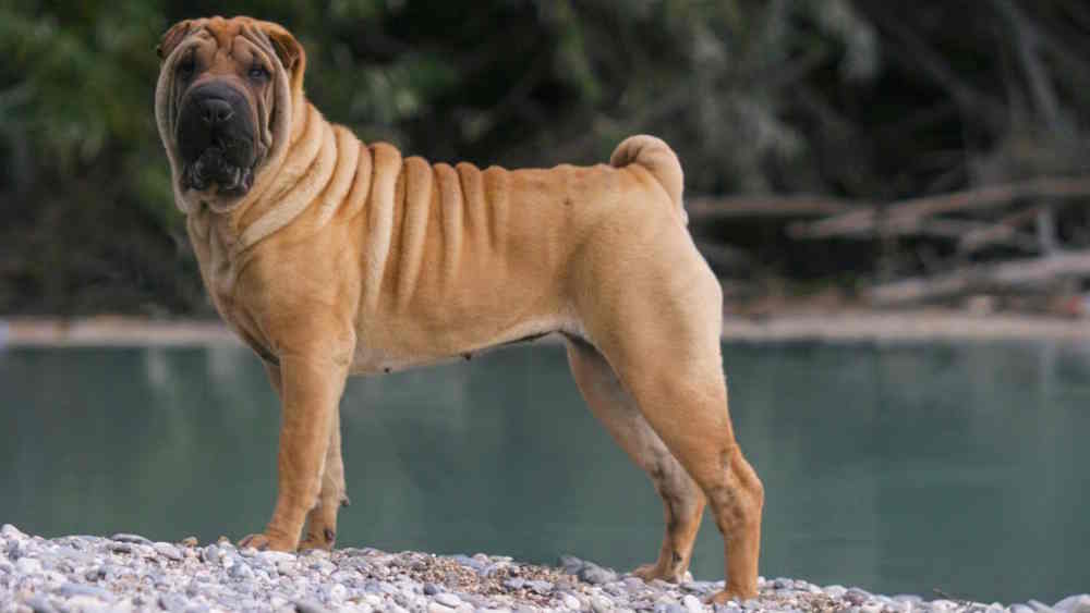 shar-pei insurance