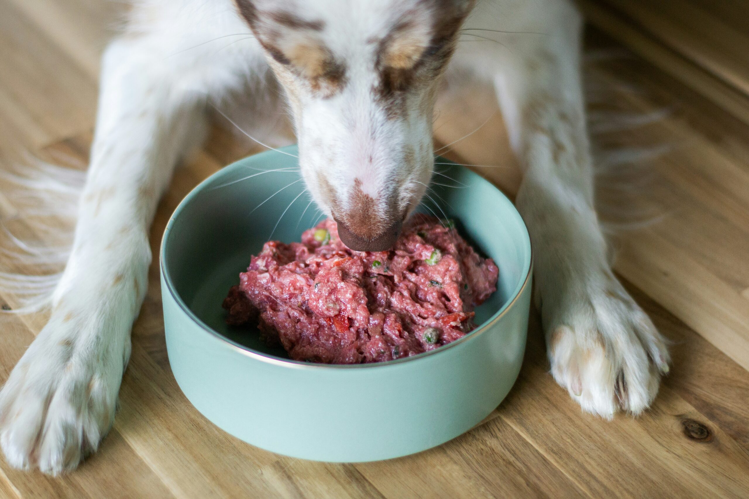 can dogs eat raw meat