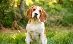 how much exercise does a beagle need