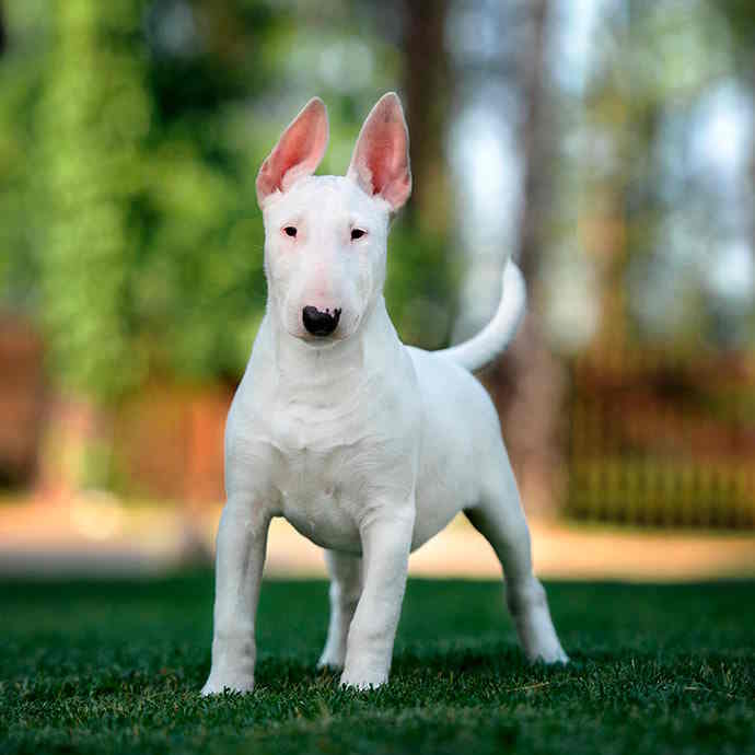 bull terrier insurance