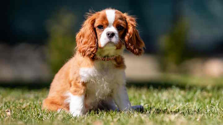 Cavalier King Charles Spaniel insurance