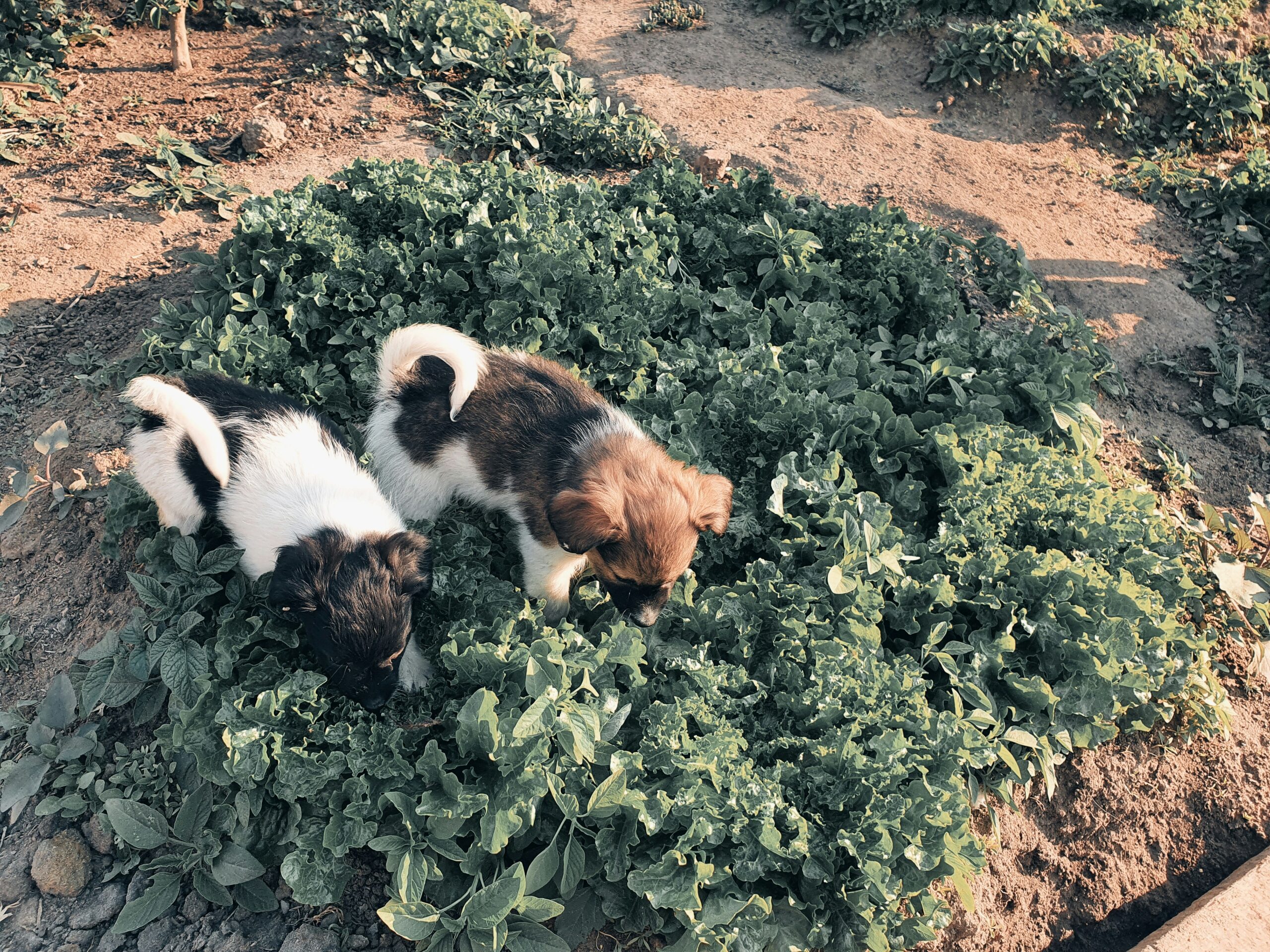 can dogs eat vegetables