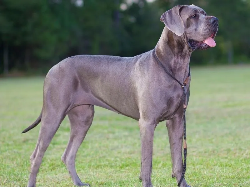 how much exercise does a great dane need