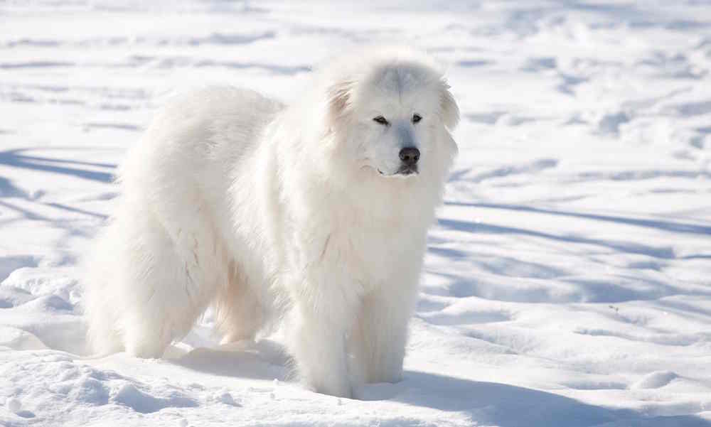 Great Pyrenees
