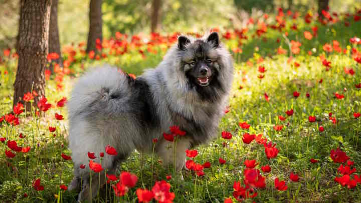 keeshond insurance