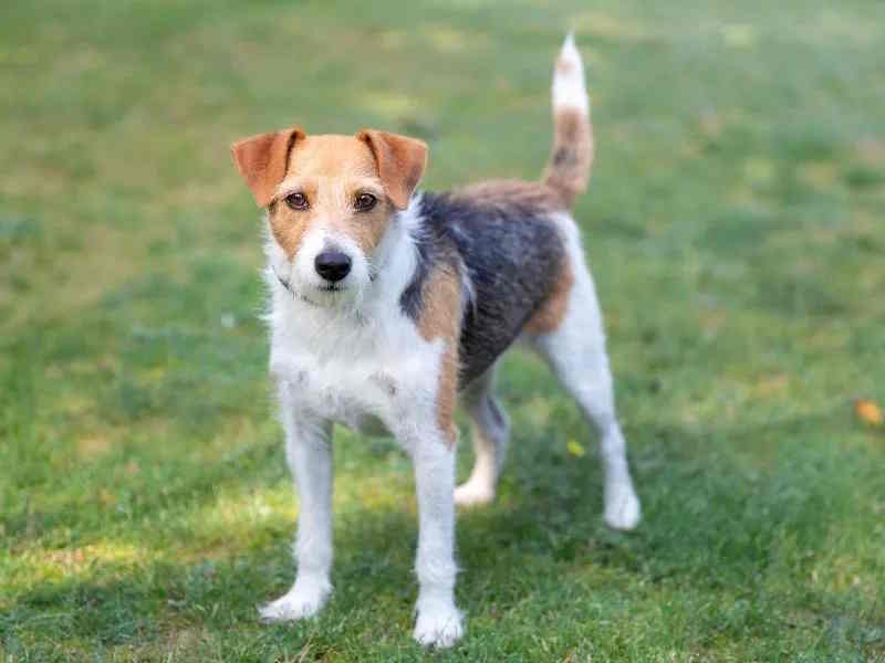 parsons russell terrier insurance