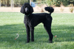 how much exercise does a poodle need