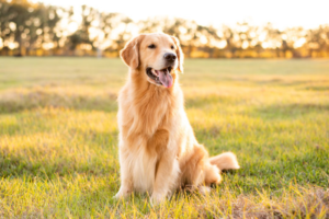 how much exercise does a retriever need