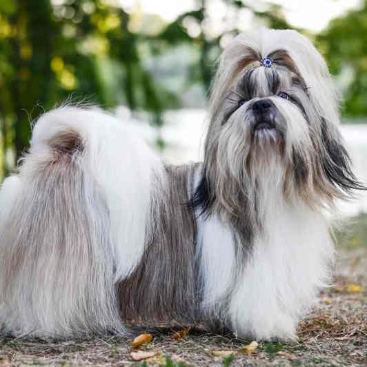 shih tzu insurance