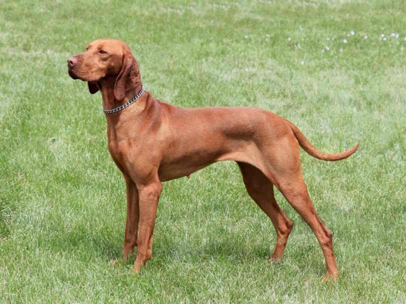 Vizsla insurance