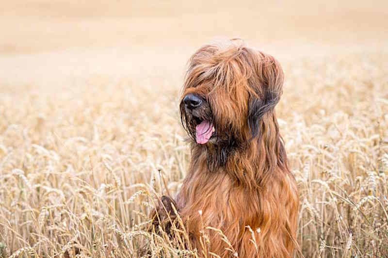 briard insurance