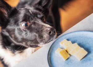 can dogs eat cheese