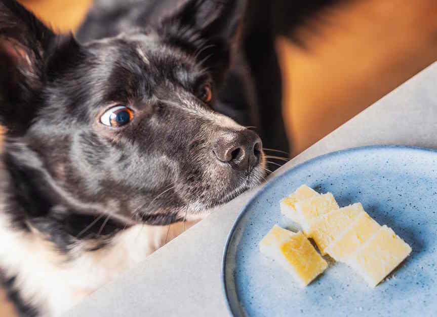 can dogs eat cheese