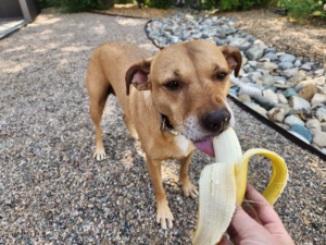 can dogs eat bananas
