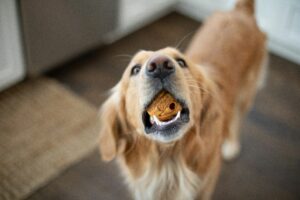 can dogs eat peanut butter
