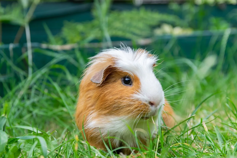 guinea pig insurance