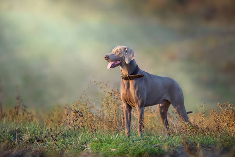 Weimaraner insurance