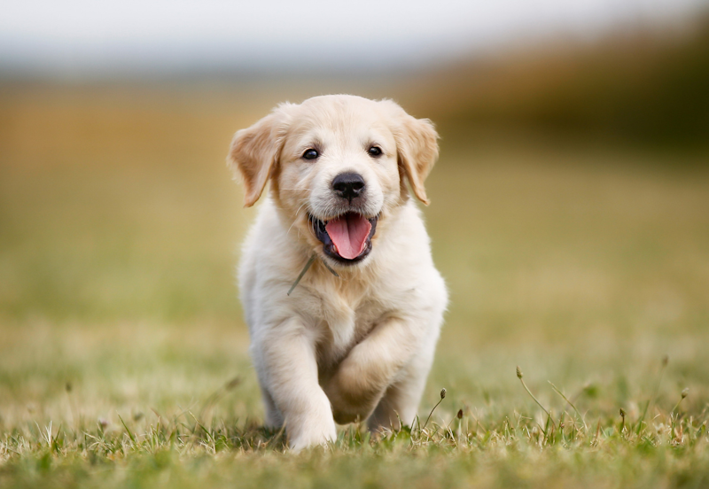 puppy insurance